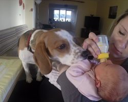 Beagle Taught How To Babysit But Never Had To Be Taught How To Love