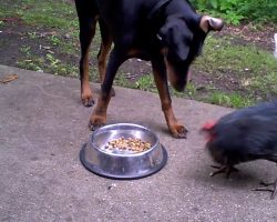 Chicken learns the true nature of the Doberman Pinscher…