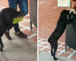 Clever Dog Learns That He Can Use A Leaf To ‘Buy’ Treats At The Store