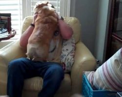 [Video] Corgi Reunited With Owner, But the Owner Didn’t Expect THIS Reaction!