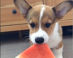 Corgi Puppy Eats Watermelon In The Cutest Way Pawsible!