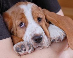20 Things All Basset Hound Owners Must Never Forget