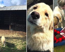 Daisy Is Depressed After She Loses Her Puppies In A Fire, So They Show Her A New Litter