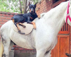 A Doberman Is Best Buddies With A Majestic White Horse