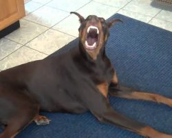 Doberman Grooms, Hugs, & Pets A Blind Cat. And Then He Has A Big Beautiful Smile For Us