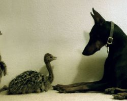 Sweet Doberman Meets Two New Friends. All Of The Curiosity Is Too Cute. I’ve Seen It All Now!