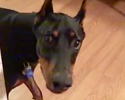 This Doberman Is About To Pounce. But It’s Not What You Think…