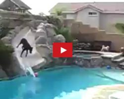 Playful Doberman Has Fun Playing In The Pool All On Her Own
