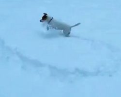 Cute Jack Russell Terrier Hunts For Her Ball In Deep Snow