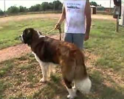 A Tornado Is Destroying Their Home. This St. Bernard Does The Unthinkable. AMAZING.