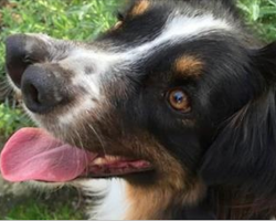 Dog With Two Noses Was Facing Euthanasia Until He Found A Family Who Loves Him Just The Way He Is