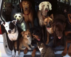Dogs And A Cat Load Up Into A Van, And What Follows Is Enough To Make Anyone Happy