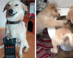 17 Dogs Who Made It A Thing To Push Their Owners To The Absolute Limit
