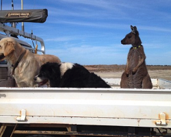 Baby Kangaroo Is Rescued By Family With Dogs, And Now He Thinks He’s One