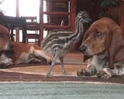 Baby Emu Loves Playing With Basset Hounds