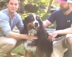 Family Finds Beloved Bernese Mountain Dog In Charred Ruins Of House After Believing She Was Dead
