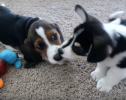 The First Playdate For These Two Puppies Is Off-The-Charts Adorable