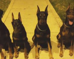 She Lines Up Her 4 Dobermans. What Happens Next Will Leave You STUNNED!