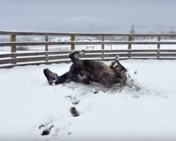 After Decades In An Enclosed Stall, This Horse’s Freedom Is A Treat To Watch