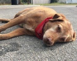 Man Makes Promise To A Dying Dog, And Does Everything He Can To Keep It