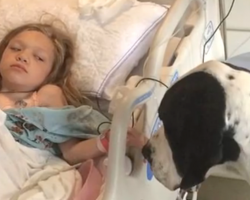 Dog Gives His All For Little Girl, So Family Decides To Return The Favor