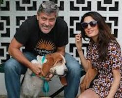 Basset Hound Who Was Starving In The Streets Adopted By George And Amal Clooney