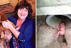 Rescued Dog Barks Nonstop At A Storm Drain, Ends Up Saving An Abandoned Baby’s Life