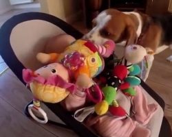 Dog Stole A Toy From His Little Human, But Does Sweetest Thing To Apologize