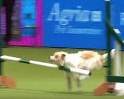Jack Russell Terrier Goes Crazy with Excitement On Dog Agility Course