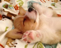 16 Hilarious Photos That Prove Corgis Are The Ultimate Nappers