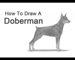 How to Draw a Doberman Pinscher!