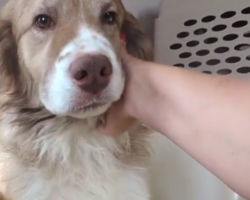 The Emotional Moment A Rescue Dog First Feels A Human’s Touch