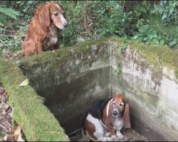 Faithful Dog Stands Guard for a WEEK with her Trapped Canine Friend Until the Pair are Found by Walker