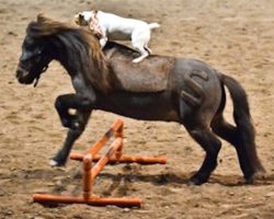 [Video] Jack Russell Climbs Onto Miniature Horse. Then, THIS Happens!