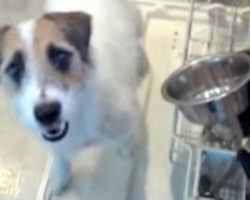 Dog Loves Helping Around The House By Performing Useful Dog Tricks