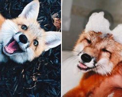 Pet Fox Is The World’s Happiest Fox On The Internet