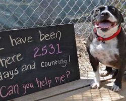 Lonely dog sits at a shelter for 2,531 days waiting for one human to love her!