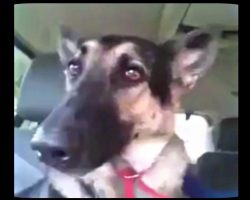 Dog’s Favorite Song Comes On The Radio. Her “Dance” Moves Has The Whole Internet Cracking Up