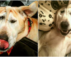 Disfigured Dog Is Given Up On Time And Time Again, Until One Woman Sees All His Beauty