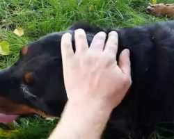 Man Finds Starving, Stray Rottweiler And Tries To Win Her Trust