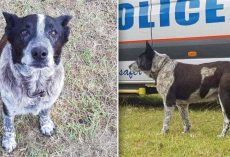Elderly Deaf Dog Keeps Lost 3-Year-Old Safe Through The Night, Leads Rescuers To Her