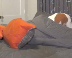 These dogs are so hilariously busted, but owner has a genius plan. Here’s the footage