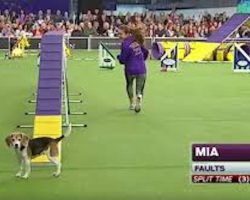 Beagle Gets Distracted During Dog Show Agility Course And Makes Entire Audience Laugh