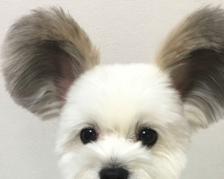 This Puppy Has Mickey Mouse Ears, And There Are Photos To Prove It