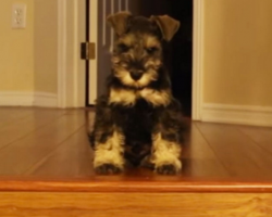Miniature Schnauzer Puppy Shows The Stairs Who’s Boss