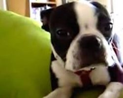 Guilty Boston Terrier Tries To Play It Cool, But Is Busted For Leaving Too Much Evidence