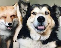 Sweet Rescue Dog Wins The Heart Of Fox