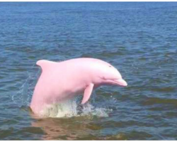 Rare Pink Dolphin Spotted In Louisiana Has Public Baffled (And Falling In Love)