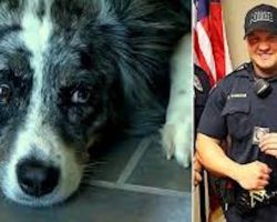 Police Officer Soothes Dog Who Bit Him While On A Call For Service