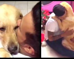 Labrador Clings To Owner During Hug After Surgery To Remove Lump From Neck